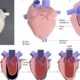 Mano robótica 3D: Creación de una extremidad funcional con materiales innovadores y flexibles