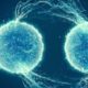Inteligencia Artificial revela nuevos antibióticos potentes contra el SARM y diversas infecciones